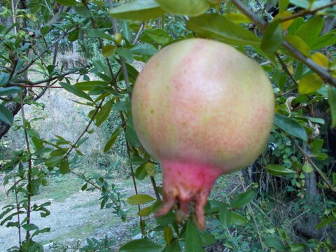 images/stories/virtuemart/product/Agat Pomeegranate (Custom)